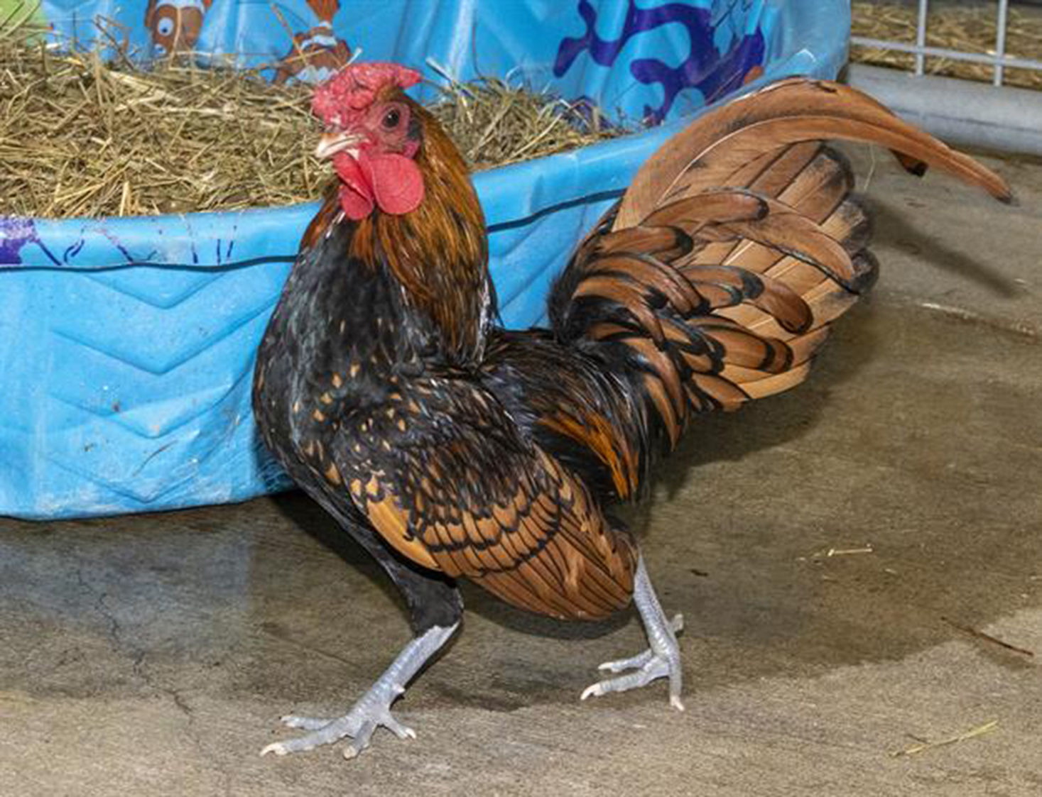 Last week's pet, still available: Hendrix
